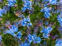 Detailansicht der kleinen Blüten am Natternkopf